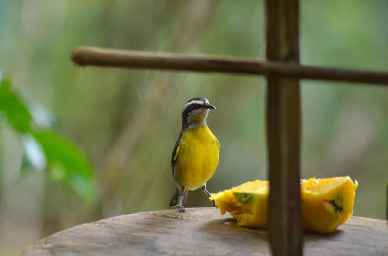 Quinta Do Caju 2* Velha Boipeba